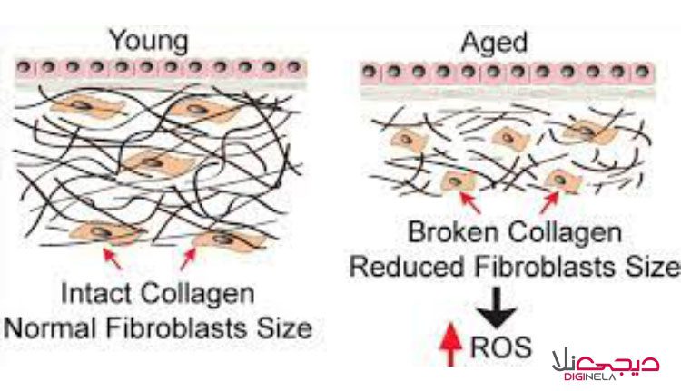 تاثیر گونه های فعال اکسیژن (ROS) و رادیکال های آزاد بر روی سلول های فیبروبلاست پوستی
