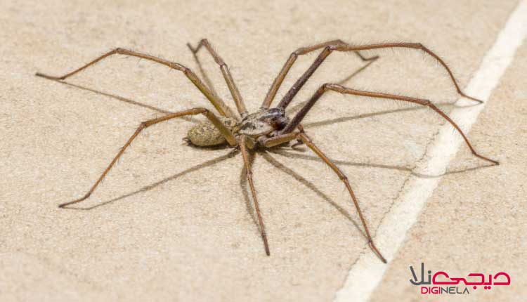 نیش عنکبوت خطرناک است؟